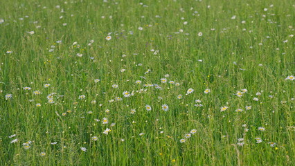 A Lush Green Meadow Ornately Adorned with Wildflowers in Full Bloom and Vivid Colors