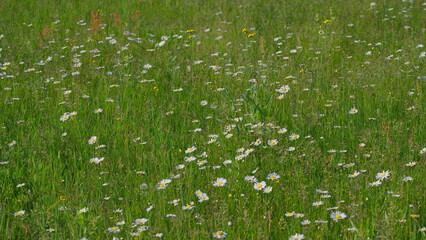 A Beautiful Wildflower Meadow in Full Bloom, Showcasing Natures Splendor and Diversity