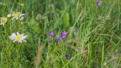 A Beautiful Display of Colorful Wildflowers in a Lovely Vibrant Meadow Environment