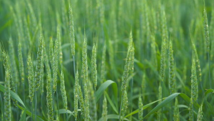 A Vibrant Green Field Thriving with Healthy Growth of Cereal Grains and Diverse Plants