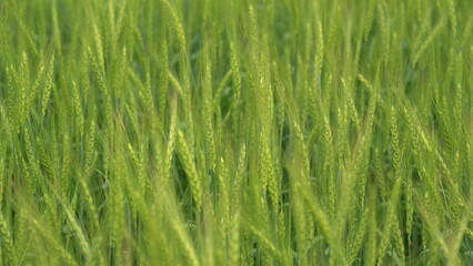Lush Green Grass Fields Continuously Growing and Flourishing in Natures Embrace