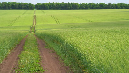 Lush Green Fields Surrounded by Nature with Dirt Path Leading to the Distant Horizon