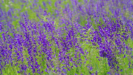 Obraz premium The Lavender Field in Full Bloom A Beautiful and Scenic View of Natures Splendor