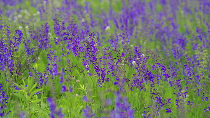A breathtaking display of vibrant purple wildflowers creating a stunning scene in a lush green field