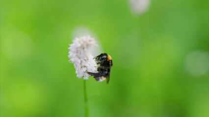 A Beautiful Bee Pollinating a Colorful Flower in a Lush Green Field Filled with Life