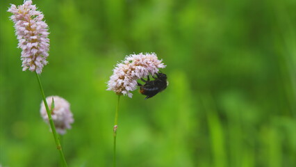 A bee actively pollinating beautiful flowers in a lush green landscape filled with life