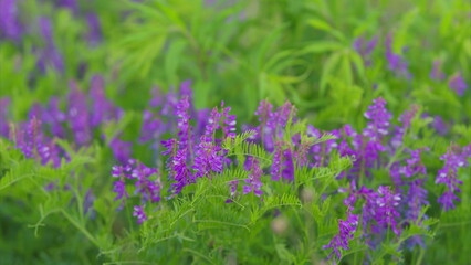 Vibrant Purple Wildflowers Surrounded by Lush Greenery in a Picturesque Landscape