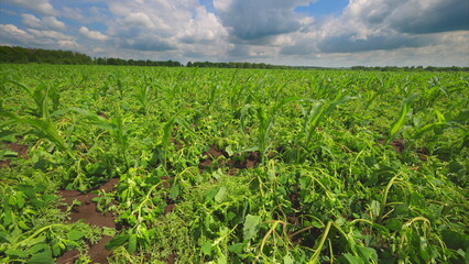 A Vibrant and Lush Green Crop Field Sprawls Under a Clear Blue Sky Filled with Clouds