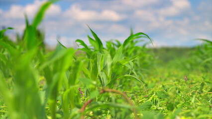Obraz premium A Lush Green Cornfield Flourishing Under Bright and Sunny Skies in the Wonderful Outdoors