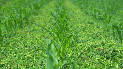 Lush Green Crop Rows Stretching Across an Expansive Agricultural Field in Vibrant Landscapes