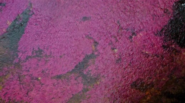 Aerial View of Colorful River and Jungle &ndash; Ca&ntilde;o Cristales, La Macarena, Colombia
