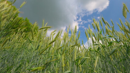 A Bright and Vibrant Wheat Field is Bathed in Warm Sunlight Beneath a Dramatic, Cloudy Sky