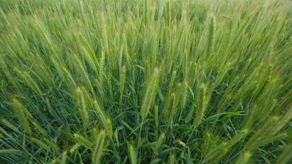 Obraz premium A Beautifully Lush Green Wheat Field That Is Completely Ready for Harvesting Soon
