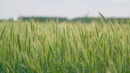 A Lush Green Wheat Field Flourishing Under Bright Sunlight on a Beautiful Sunny Day