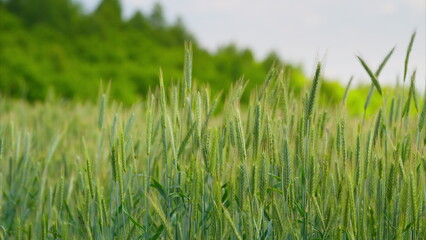 A Vibrant Green Wheat Field Extending Beautifully Under a Clear and Sunny Blue Sky Above