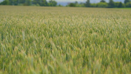 A Vast and Lush Wheat Field Flourishing in Full Bloom Beneath Bright and Clear Skies