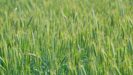 A Lush Green Wheat Field Flourishing Under the Bright and Warm Sunlight of Daytime