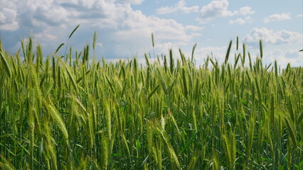 A Stunning and Colorful Wheat Field Spreading Elegantly Beneath a Cloudy and Grey Sky