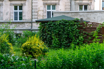 Overgrown garden with dense greenery and a vine-covered gazebo next to an old tenement building...