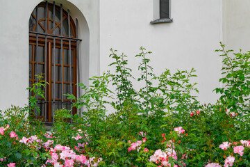 Blooming pink roses in a garden bed in front of a white building wall with a decorative arched window. Elegant floral scene with architectural background