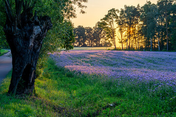 Rural landscape with a blooming field of blue phacelia at sunset, surrounded by trees and an old tree trunk by the roadside. Atmospheric scenery in warm evening light.