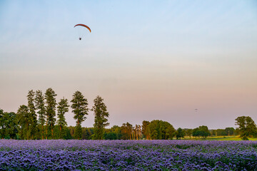 Scenic landscape with a blooming field of phacelia, trees on the horizon, and a paramotor gliding...