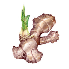 Ginger root with young green shoot