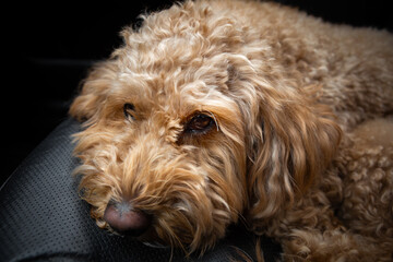 Sad Golden Doodle left alone in a car with black leather interior, looking out with longing eyes....