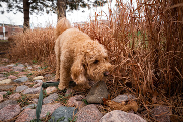 Brown Golden Doodle blends into dry brown grass during an outdoor walk. Perfect natural camouflage...