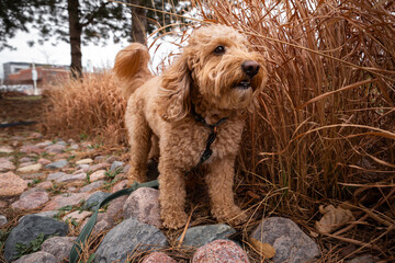 Brown Golden Doodle blends into dry brown grass during an outdoor walk. Perfect natural camouflage...
