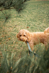 Golden Doodle dog standing on green grass under a pine tree in a city park, enjoying a peaceful...