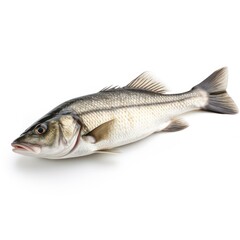 Obraz premium Seabass fish seafood animal white background.