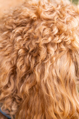 Close-up of caramel-colored Golden Doodle fur, showing tight curls and soft waves in detailed...