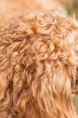 Close-up of caramel-colored Golden Doodle fur, showing tight curls and soft waves in detailed...