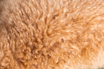 Close-up of caramel-colored Golden Doodle fur, showing tight curls and soft waves in detailed texture.