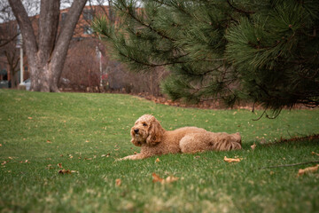 Golden Doodle dog lies on green grass under a pine tree in a city park, enjoying a peaceful outdoor...