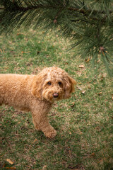 Golden Doodle dog standing on green grass under a pine tree in a city park, enjoying a peaceful...