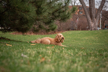 Golden Doodle dog lies on green grass under a pine tree in a city park, enjoying a peaceful outdoor...