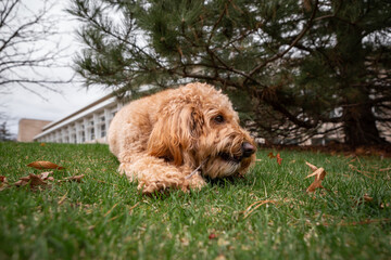 Golden Doodle dog lies on green grass under a pine tree in a city park, enjoying a peaceful outdoor moment.