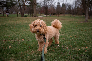 Curly Golden Doodle dog on a leash standing in a park, looking straight at the camera on a cloudy...