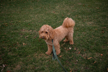 Curly Golden Doodle dog on a leash standing in a park, looking straight at the camera on a cloudy...