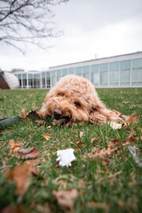 Golden Doodle dog lies on green grass under a pine tree in a city park, enjoying a peaceful outdoor...