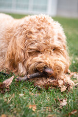 Golden Doodle dog lies on green grass under a pine tree in a city park, enjoying a peaceful outdoor...