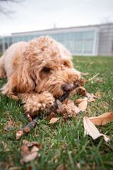 Golden Doodle dog lies on green grass under a pine tree in a city park, enjoying a peaceful outdoor...