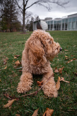 Golden Doodle dog lies on green grass under a pine tree in a city park, enjoying a peaceful outdoor...