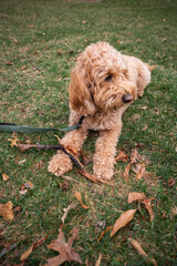 Golden Doodle dog lies on green grass under a pine tree in a city park, enjoying a peaceful outdoor...