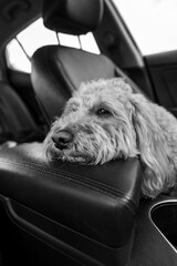 Sad Golden Doodle left alone in a car with black leather interior, looking out with longing eyes. Emotional moment inside parked vehicle.