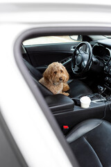 Brown Golden Doodle sits behind the wheel of a car with a black interior, playfully posing as the driver. Adorable dog-driver moment.