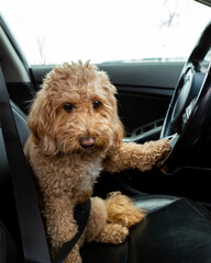 Brown Golden Doodle sits behind the wheel of a car with a black interior, playfully posing as the driver. Adorable dog-driver moment.