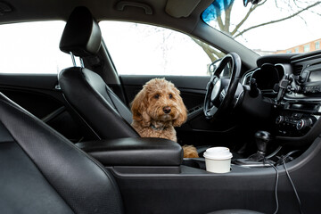 Brown Golden Doodle sits behind the wheel of a car with a black interior, playfully posing as the driver. Adorable dog-driver moment.